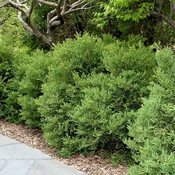 Buxus microphylla var. japonica 'Wintergreen' 