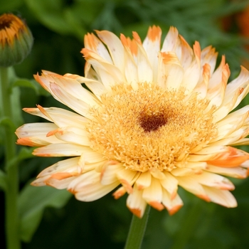 Calendula officinalis