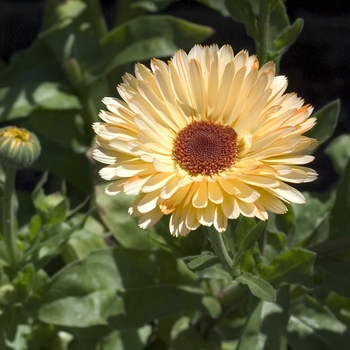 Calendula officinalis 'Citrus Smoothies' 