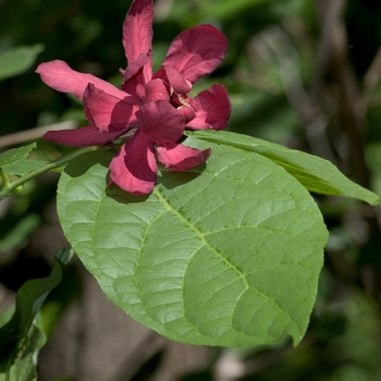 Calycanthus chinensis 'JC Raulston'