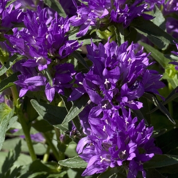 Campanula glomerata acaulis 'Violet Bells' 