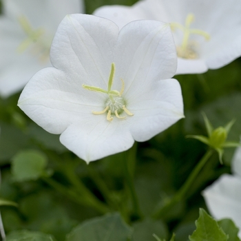 Campanula carpatica 'White Clips' 