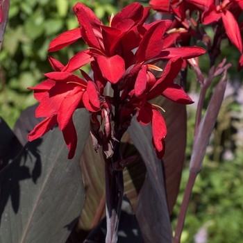 Canna 'Red Futurity' 