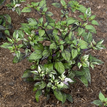 Capsicum annuum 'Magenta'