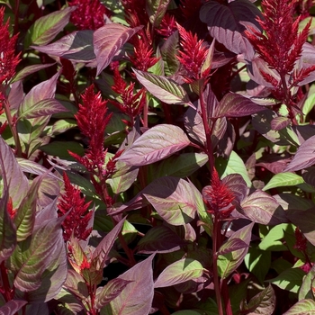 Celosia argentea 'Forest Fire' 