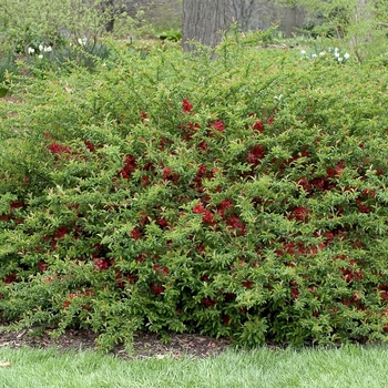 Chaenomeles speciosa 'Texas Scarlet' 