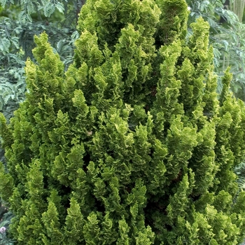 Chamaecyparis obtusa 'Meroke Twin' 