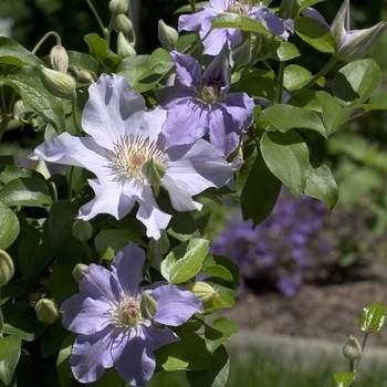 Clematis 'Kullus'