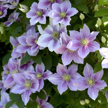 Clematis 'Little Duckling'