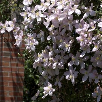 Clematis montana 'Elizabeth' 