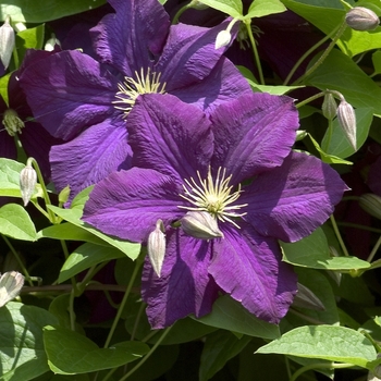 Clematis viticella 'Etoile Violette' 