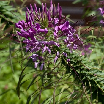 Cleome hassleriana 'Queen Violet' 