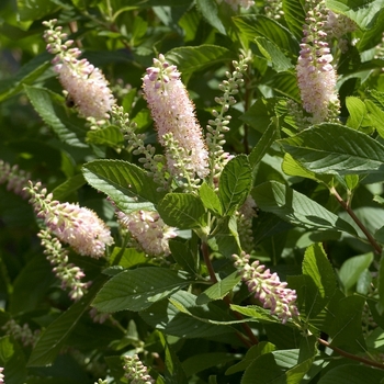 Clethra alnifolia 'Pink Spire' 