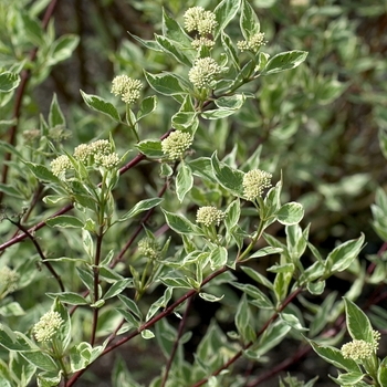 Cornus alba