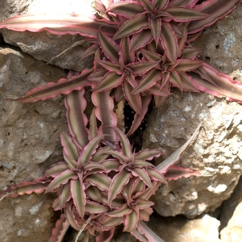 Cryptanthus 