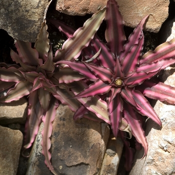 Cryptanthus 'Black Magic (Black Mystic)'