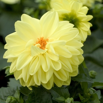 Dahlia 'Margaret' 14202