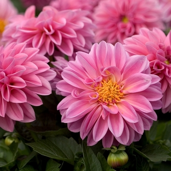 Dahlia 'Emily' 