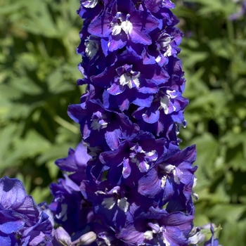 Delphinium elatum 'Guardian Early Blue' 