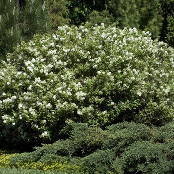 Deutzia x lemoinei 'Compacta' 