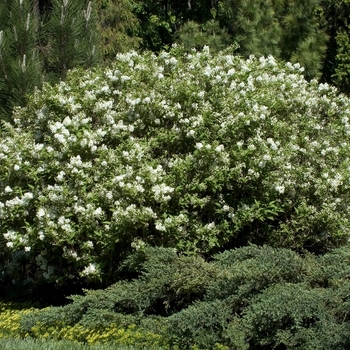 Deutzia x lemoinei 'Compacta' 