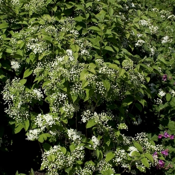 Deutzia parviflora 