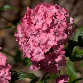 Dianthus barbatus 'Newport Pink' 