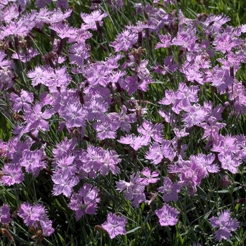 Dianthus 'Baths Pink' 