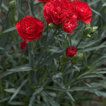 Dianthus caryophyllus 'Can Can Scarlet' 