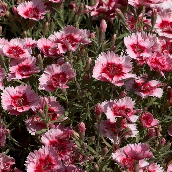 Dianthus chinensis Super Parfait™ 'Strawberry'