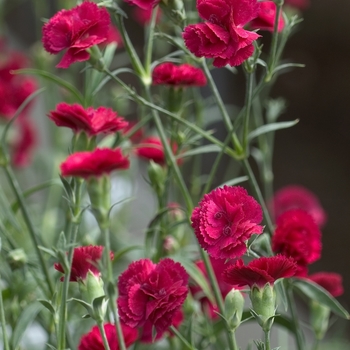 Dianthus caryophyllus 'Cinnamon Red Hots' 