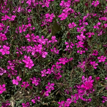 Dianthus deltoides 'Confetti Carmine' 