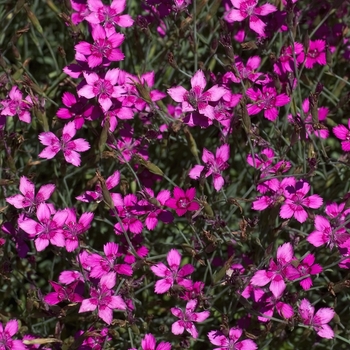 Dianthus deltoides 'Confetti Carmine Rose' 