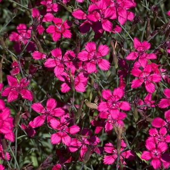 Dianthus deltoides 'Confetti Cherry'