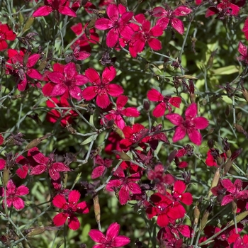 Dianthus deltoides 'Confetti Red' 