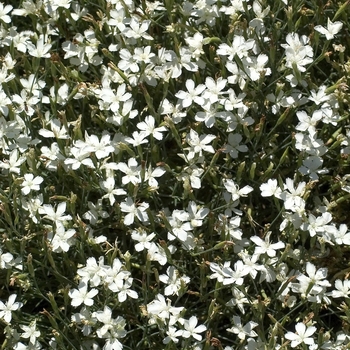 Dianthus deltoides 'Confetti White' 