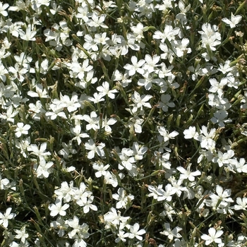 Dianthus deltoides 'Confetti White'