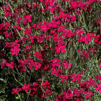 Dianthus deltoides 'Flashing Light'