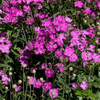 Dianthus 'Melody Pink' 