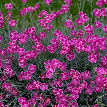 Dianthus 'Pixie Star'