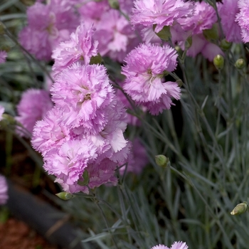 Dianthus plumarius 'Rose De Mai'