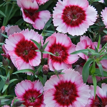 Dianthus chinensis 'Raspberry' 