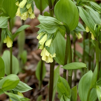 Disporum flavum