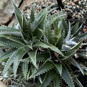 Dyckia fosteriana lapostollei