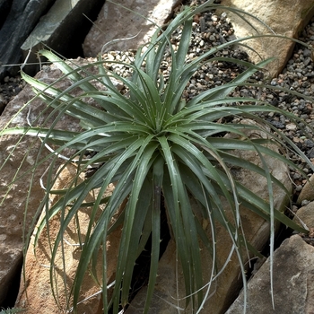 Dyckia marnier