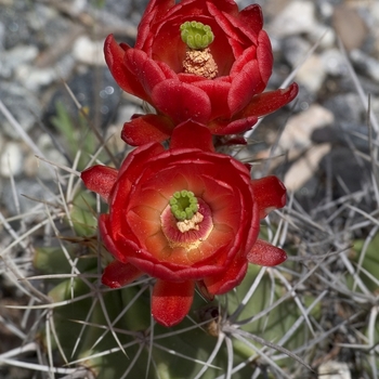 Echinocereus viridiflorus correllii 