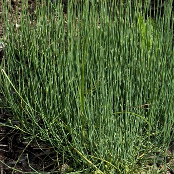 Ephedra sinica 