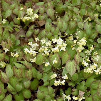 Epimedium pinnatum