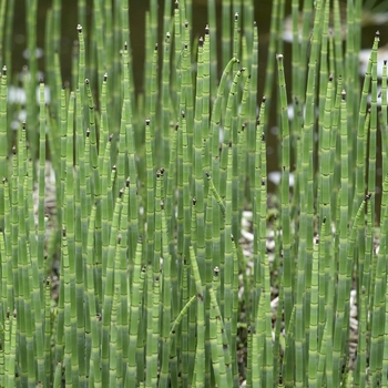 Equisetum scirpoides