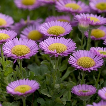 Erigeron glaucus 